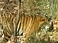 Dudhwa s disappearing Tigers | BahVideo.com