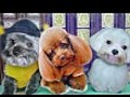 wiggling dogs | BahVideo.com