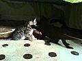 Cat fight | BahVideo.com