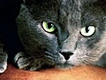 New Cat Breed - Cuban Blue | BahVideo.com