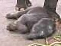Thai elephant twin falls ill | BahVideo.com