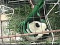 Giant Wild Panda Caught In China | BahVideo.com