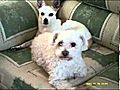 El Blues de mis Perros | BahVideo.com