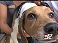 Clyde’s just a dog! | BahVideo.com