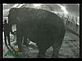 Circus Olifant Bruut Mishandeld Schokkend hoe kan je zo iets in je hoofd halen  | BahVideo.com