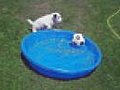 Dog vs soccer ball in kiddie pool | BahVideo.com