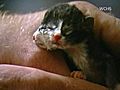 Take a Look Two-Faced Kitten | BahVideo.com