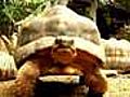 California breeding program offers hope for endangered turtles | BahVideo.com