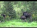 Backyard Moose | BahVideo.com