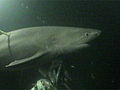 Animals Sixgill Sharks Still a Mystery | BahVideo.com