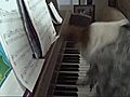 My Dog Playing Piano | BahVideo.com