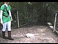 Link Hypnotizes a Cucco | BahVideo.com