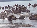 A video of the Pelicans | BahVideo.com