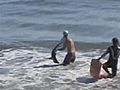 Surfers Chase Off Shark In Santa Cruz | BahVideo.com
