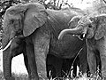 ELEPHANTS IN LOVE | BahVideo.com