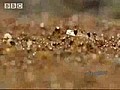 Kar ncalar nehri nas l ge er  | BahVideo.com