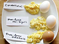 Taste Test Eggs | BahVideo.com