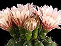 Time-lapse Of Pink Cactus Buds Blooming 8 Isolated On Black Stock Footage | BahVideo.com