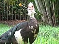 Duck Impaled by Dart | BahVideo.com