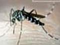 Delhi bitten by the dengue bug alarm bells ringing | BahVideo.com