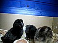 Four baby chicks  | BahVideo.com