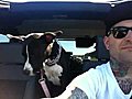 Pitbull Puppy Ears in the jeep | BahVideo.com