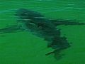 More Sharks Spotted Off Cape Beaches Stay Open | BahVideo.com
