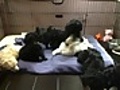 Poodle Puppies 6 weeks old - Just got first  | BahVideo.com