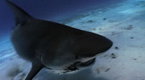 Shark Attack  | BahVideo.com