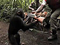 Funny Moment Of The Week Ape Goin Wild With  | BahVideo.com