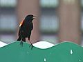 Ornery Bird Dive Bombs Pedestrians | BahVideo.com