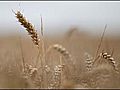 Drought-hit Russia bans grain exports | BahVideo.com