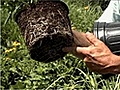 How to Select Plants at a Nursery | BahVideo.com