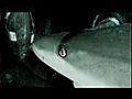 test sur requin | BahVideo.com