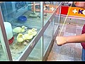 Ducklings Follow a YoYo | BahVideo.com