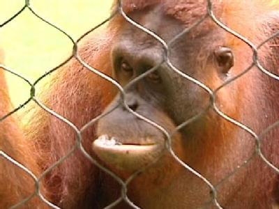 Zoo Animals Keep Cool | BahVideo.com