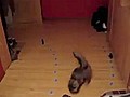 Racing Cats | BahVideo.com