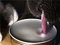 Cats Drink With Delicate Balance | BahVideo.com