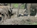 Ook olifanten houden van een modderbad | BahVideo.com