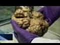 NOVA scienceNOW Dissecting Human Brain Into  | BahVideo.com