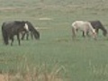 Wild Horses Grazing In The Rain | BahVideo.com