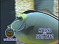 Marine Fish amp Reef Store | BahVideo.com