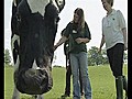 Giant Cow | BahVideo.com