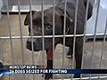 6 21 - 26 Pitbulls Seized For Suspicion For  | BahVideo.com
