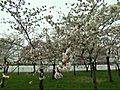 Cherry Blossom Festival Kicks Off Japan In  | BahVideo.com
