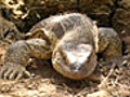 Lizard War | BahVideo.com