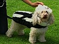 Designer Dog Clothes | BahVideo.com