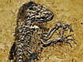 Fossil-Fund Ur-Affe soll Evolution erkl ren | BahVideo.com
