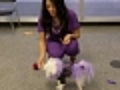 Doggie Audition | BahVideo.com
