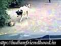 Indian Friend Hood Stealth Dog | BahVideo.com